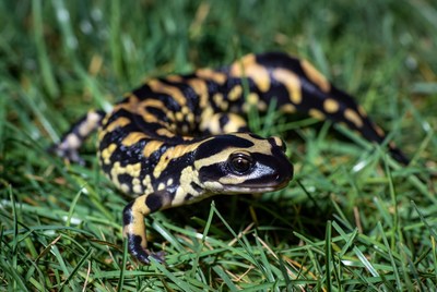 Salamander crawling on green grass