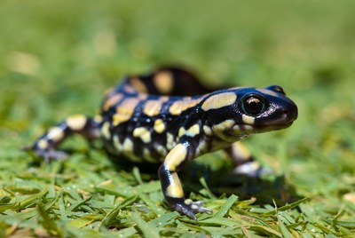 Salamander on green grass