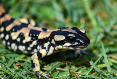 Salamander on green grass