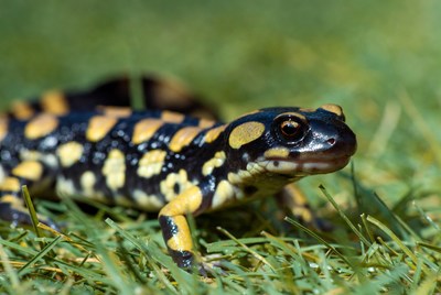 Salamander on green grass under sunlight