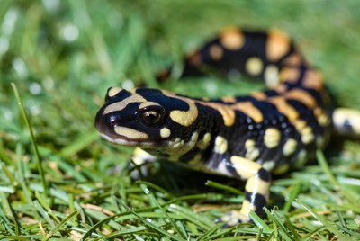 Salamander on green grass in sunlight