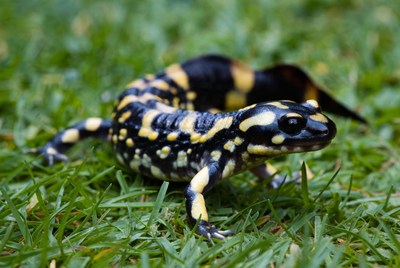 Colorful amphibian on the ground