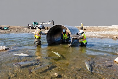 Workers releasing fish into water