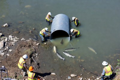 Workers release fish into river