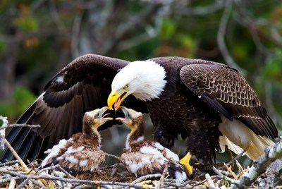 Bald eagle feeds two eaglets in nest