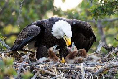 Eagle feeding chicks in nest
