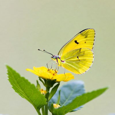 Butterfly resting on a yellow flower