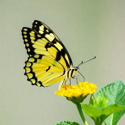 Butterfly on yellow flower in sunlight