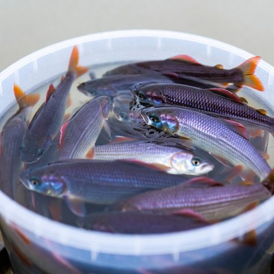 Fresh fish in a plastic container