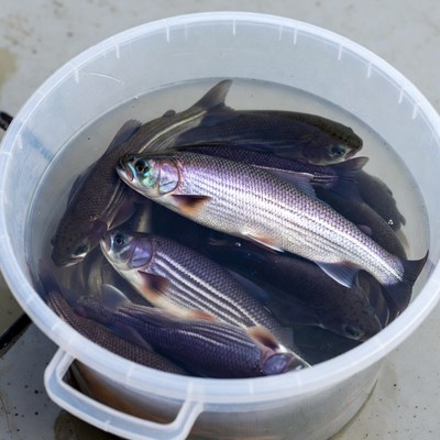 Freshly caught fish in a bucket