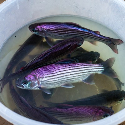 Fish in a clear container with water