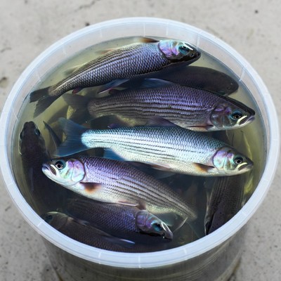 Fish in a bucket of water