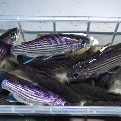 Fresh fish in a container at the market