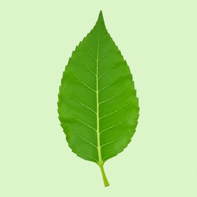 Single green leaf on background
