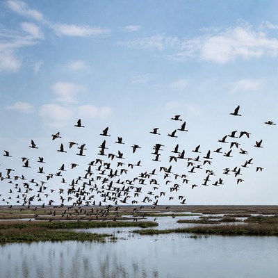 Birds flying over a wetland area