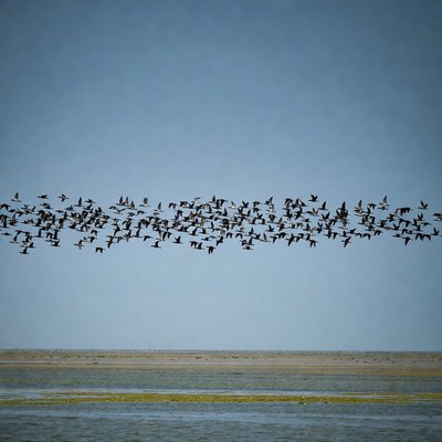 Flock of birds flying over water