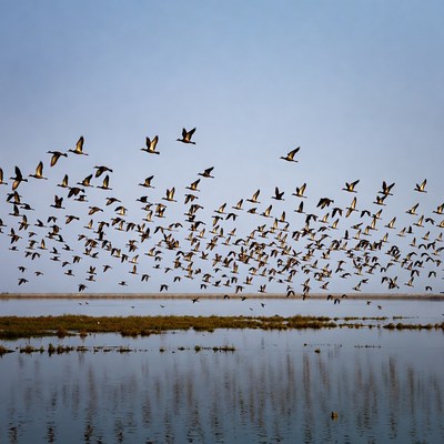 Flock of birds flying over water