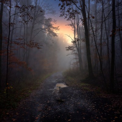 Misty path through forest at dawn