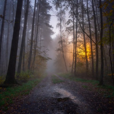 Foggy forest path at sunset