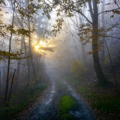 Foggy path through woods in morning light