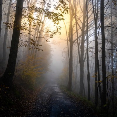 Foggy forest path at sunrise