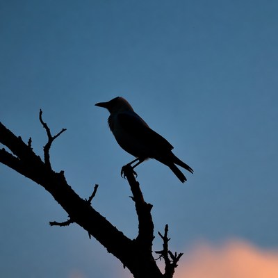 Bird perched on tree branch at sunset