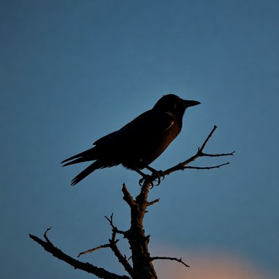 Bird sits on branch at sunset