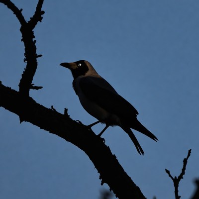 Bird sitting on a branch at dusk