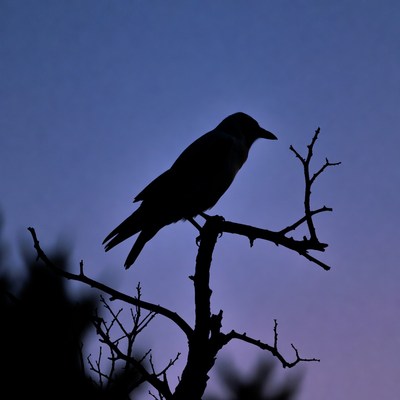 Bird on branch at dusk