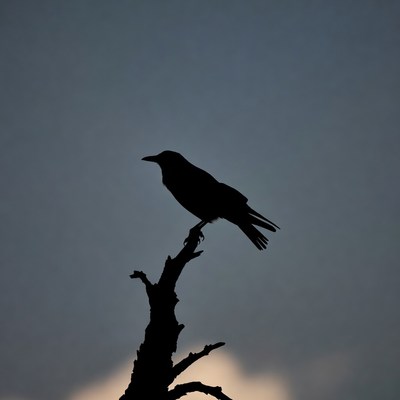 Bird on a tree branch at dusk