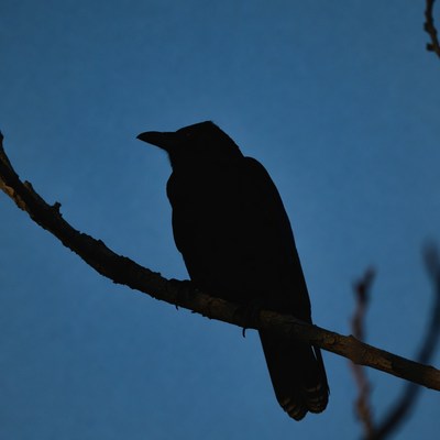 Bird silhouette on tree branch at dusk
