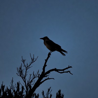 Bird on a branch at dusk
