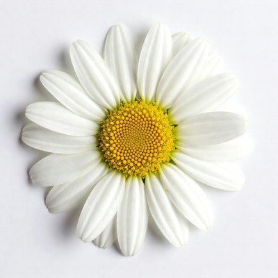 White flower with yellow center blooms