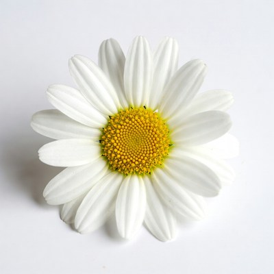 White daisy on a plain background