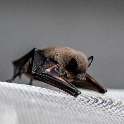 Bat resting on a surface