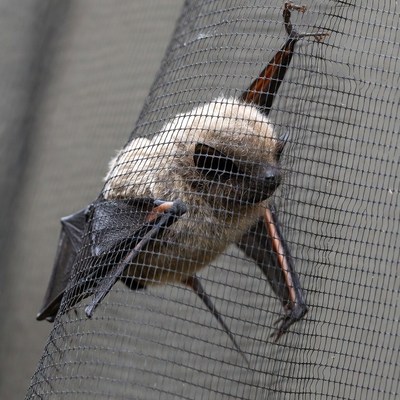 Bat trapped in garden netting