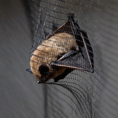 Bat trapped in a net