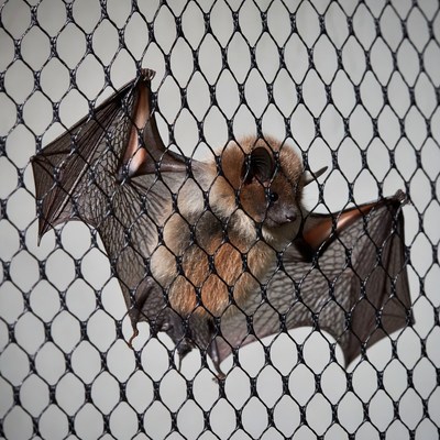 Bat caught in a net