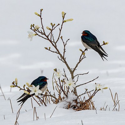 Birds perched on blooming branch in winter