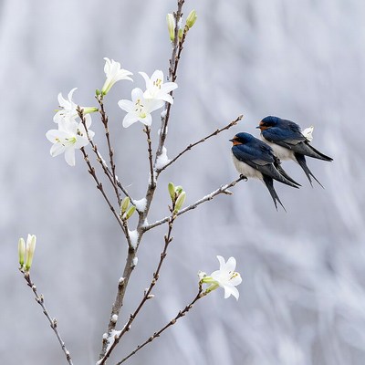 Birds resting on flower branch in winter
