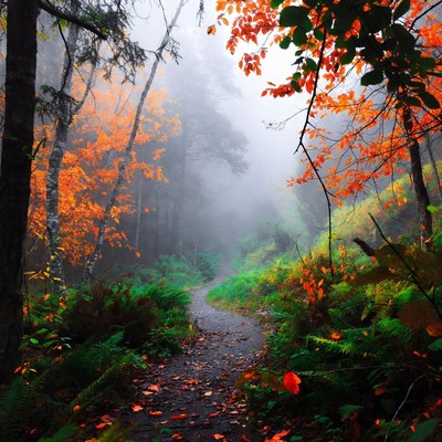 Path through fog and autumn leaves