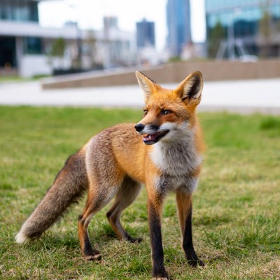 Fox walking in grassy urban area