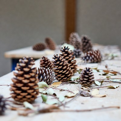Pinecones arranged on a table