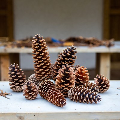 Display of pine cones on table