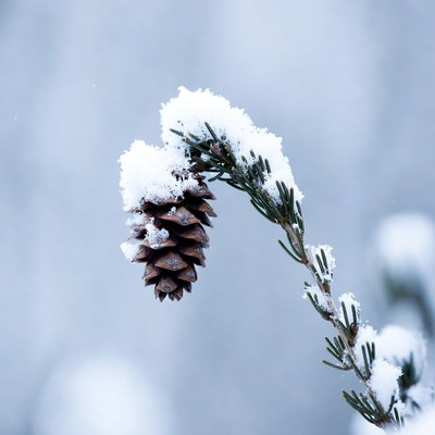 Snow covered pine cone on branch