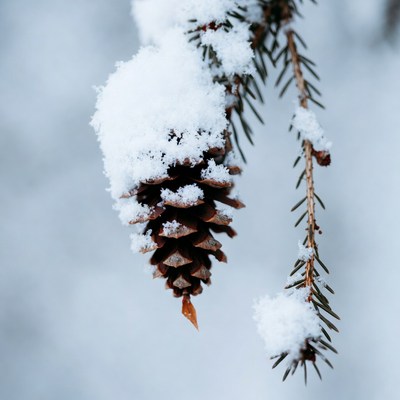 Snow-covered pine cone hanging from branch