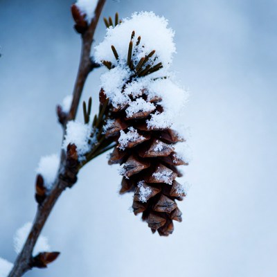 Pine cone covered in snow
