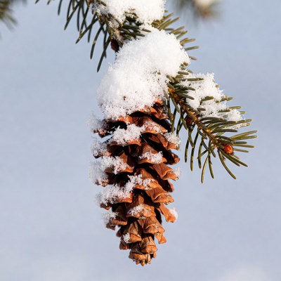 Pine cone covered in snow