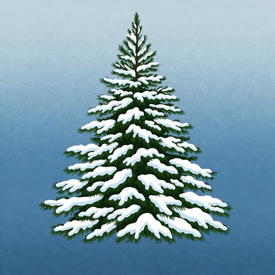 Snow-covered evergreen tree in winter
