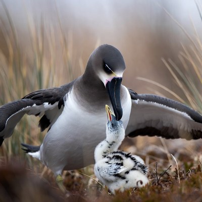 Albatross feeding its chick on land